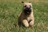 CAIRN TERRIER 399